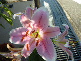 img0017.jpg