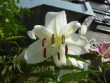 img0019.jpg