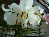 img0026.jpg