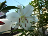 img0027.jpg
