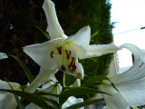 img0033.jpg