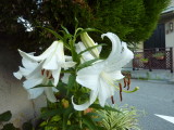 img0034.jpg