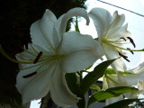 img0038.jpg