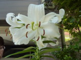 img0040.jpg