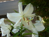img0041.jpg