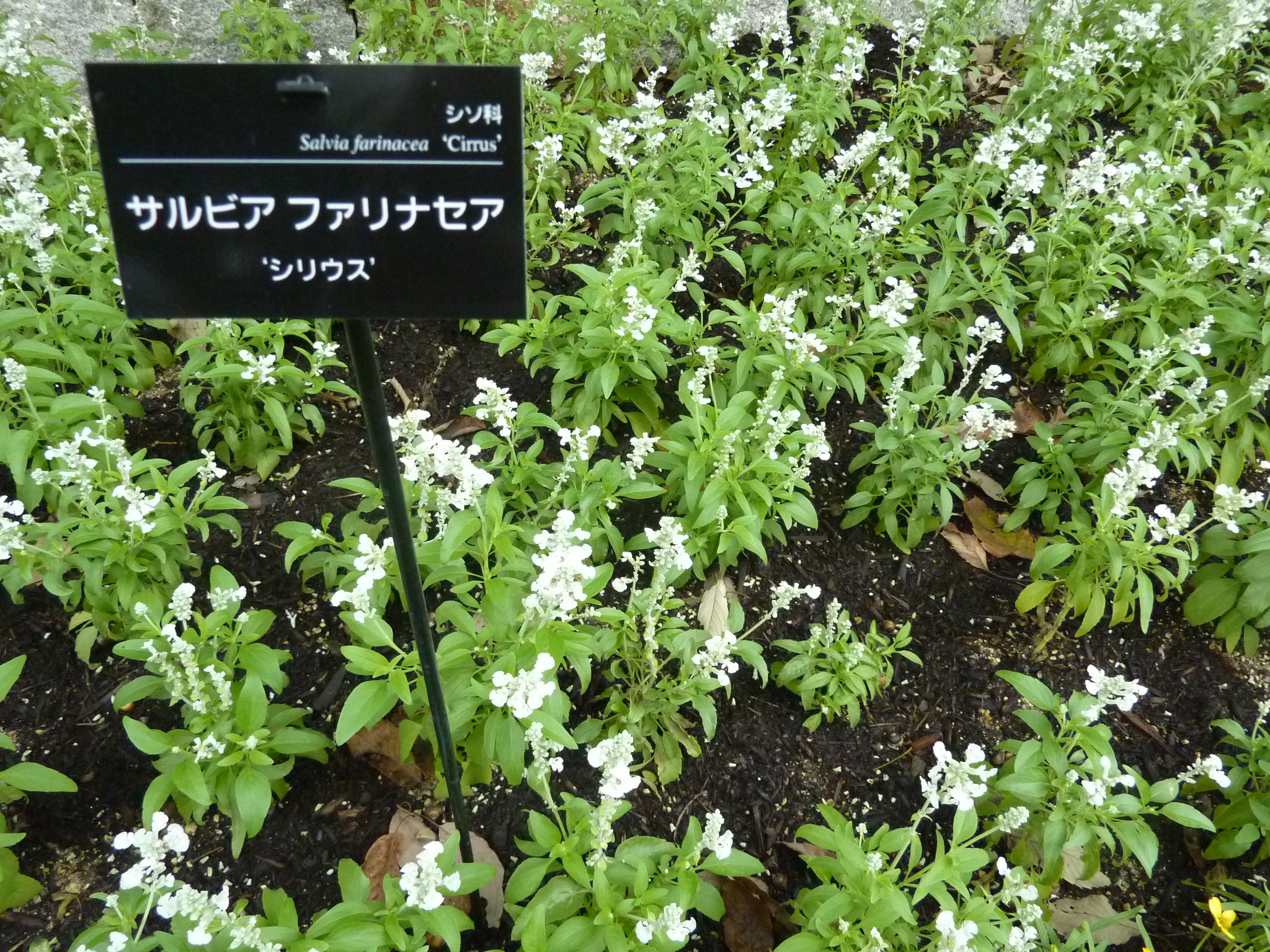 P1060409.JPG