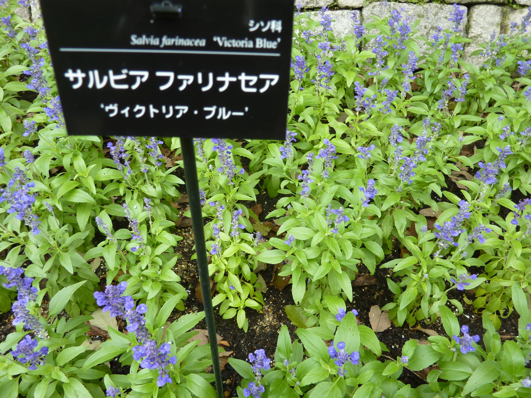P1060413.JPG
