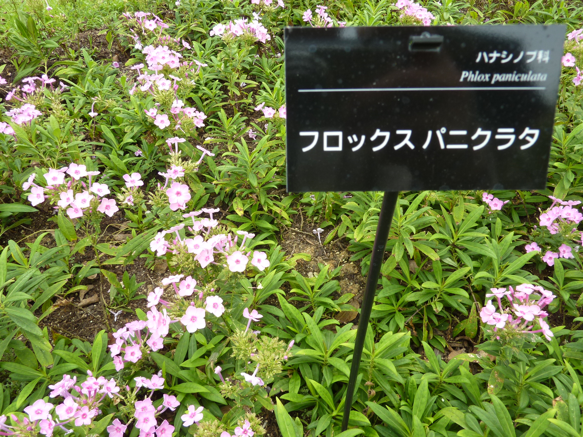 P1060442.JPG