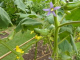 img0055.jpg