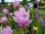 img0063.jpg