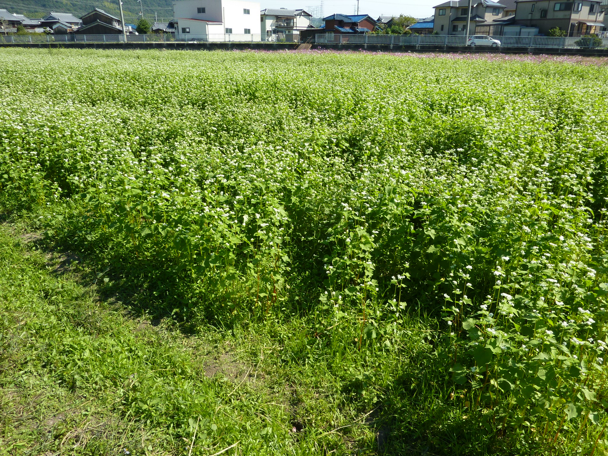 P1070094.JPG