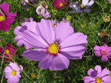 img0011.jpg