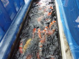 img0010.jpg