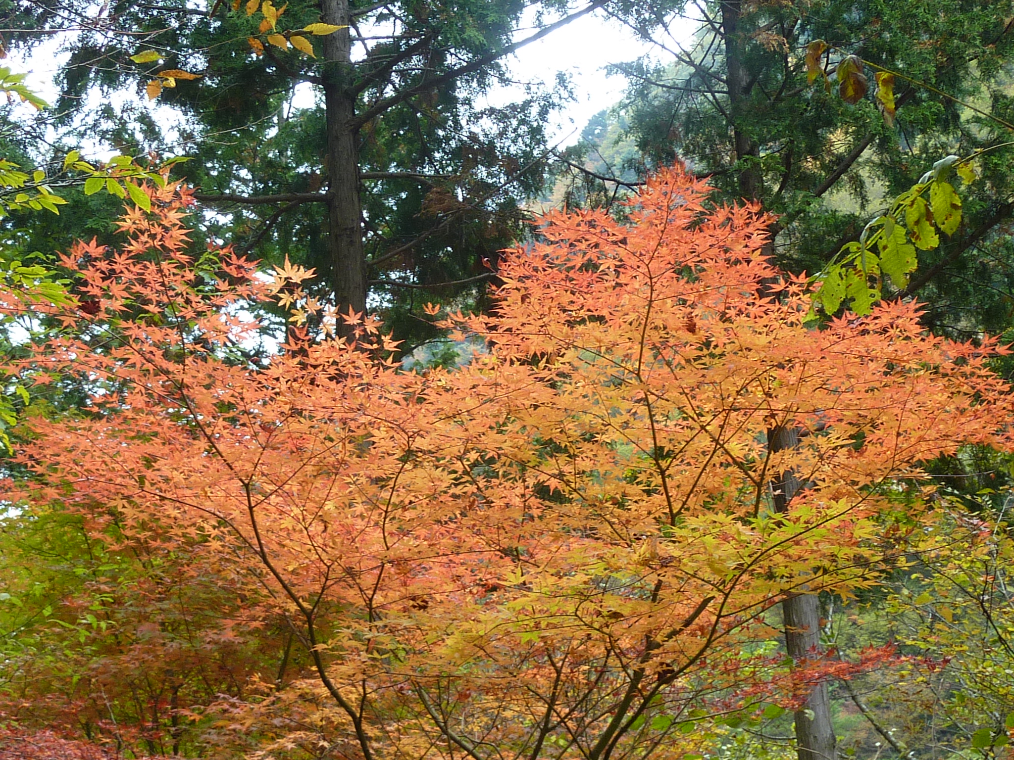 P1080230.JPG