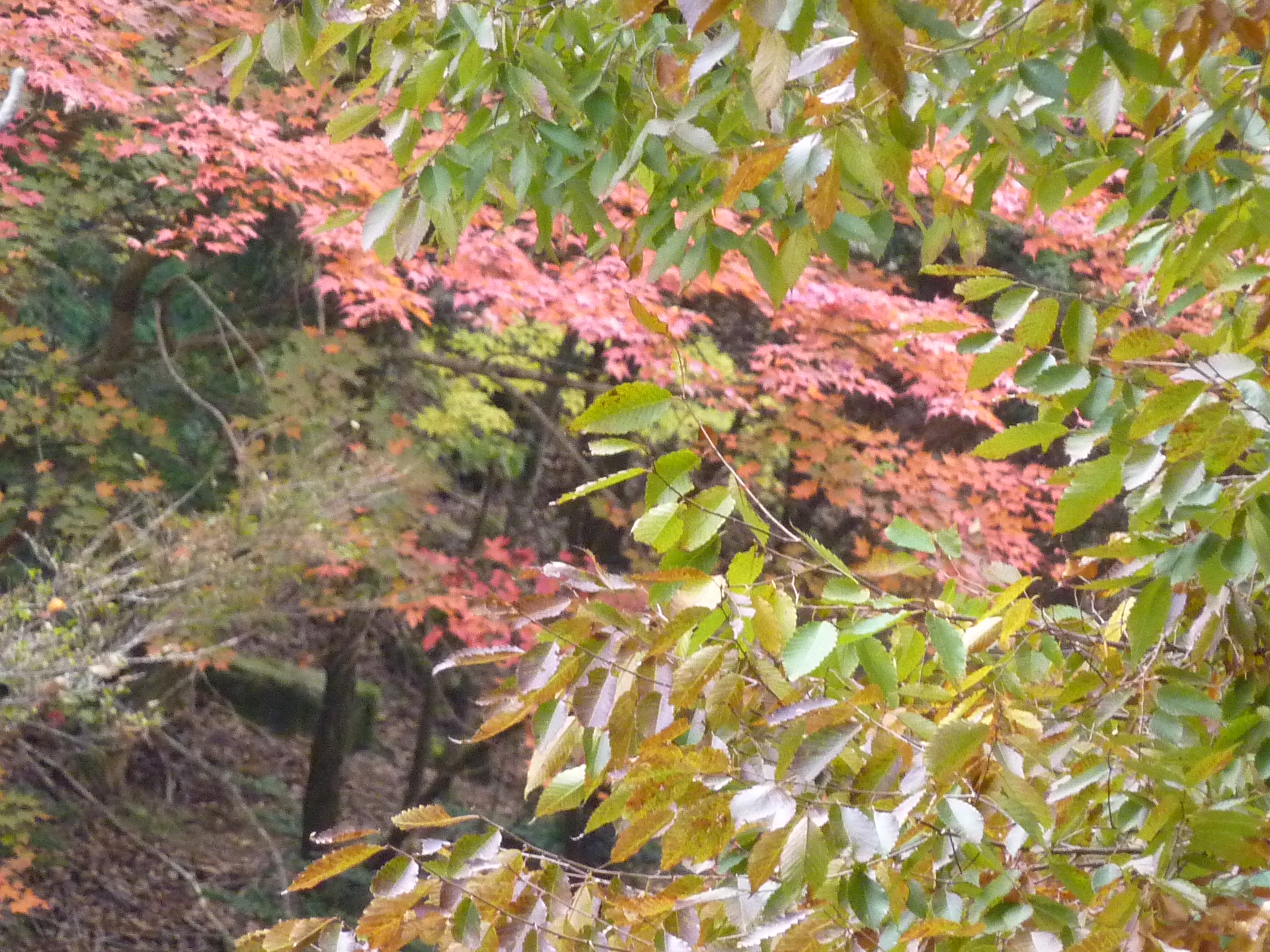 P1080241.JPG