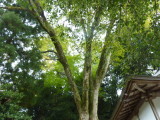 img0010.jpg