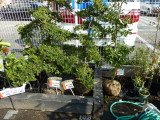 img0036.jpg