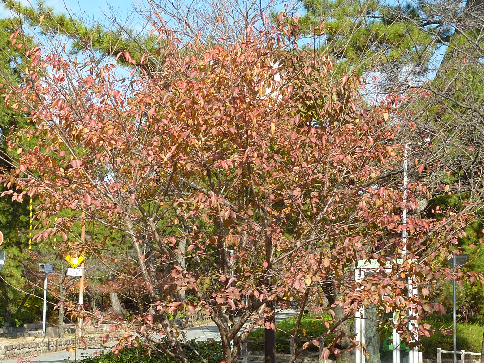 P1080736.JPG