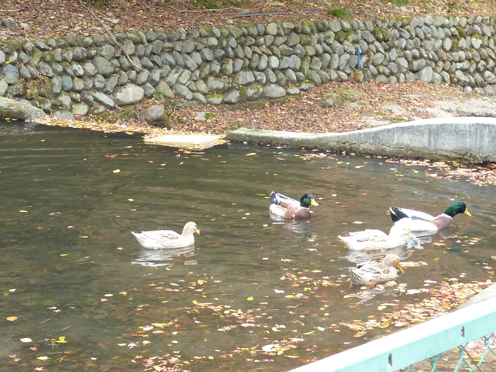 P1080890.JPG