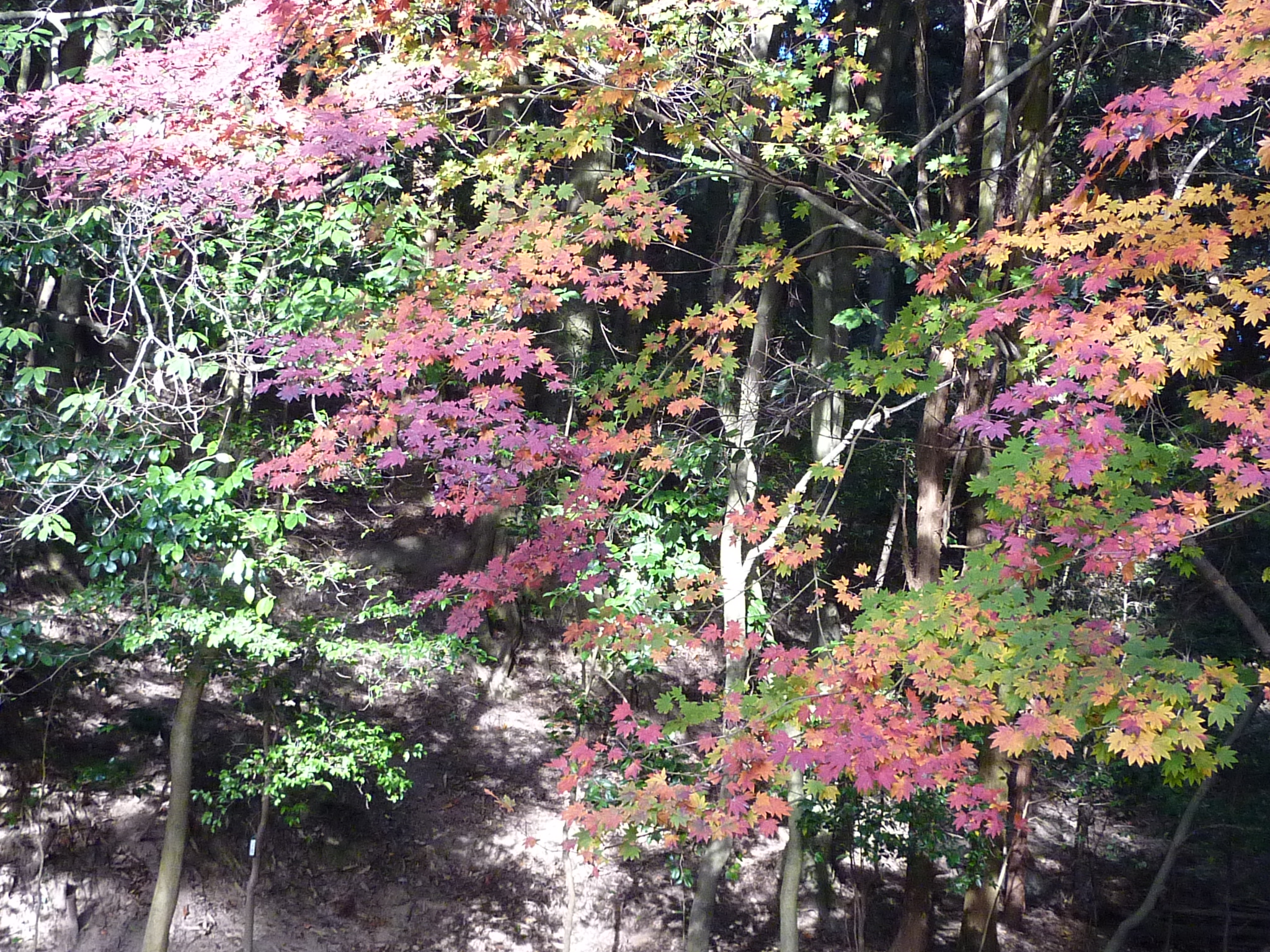 P1080985.JPG