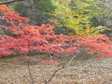 img0009.jpg