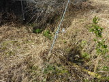 img0004.jpg