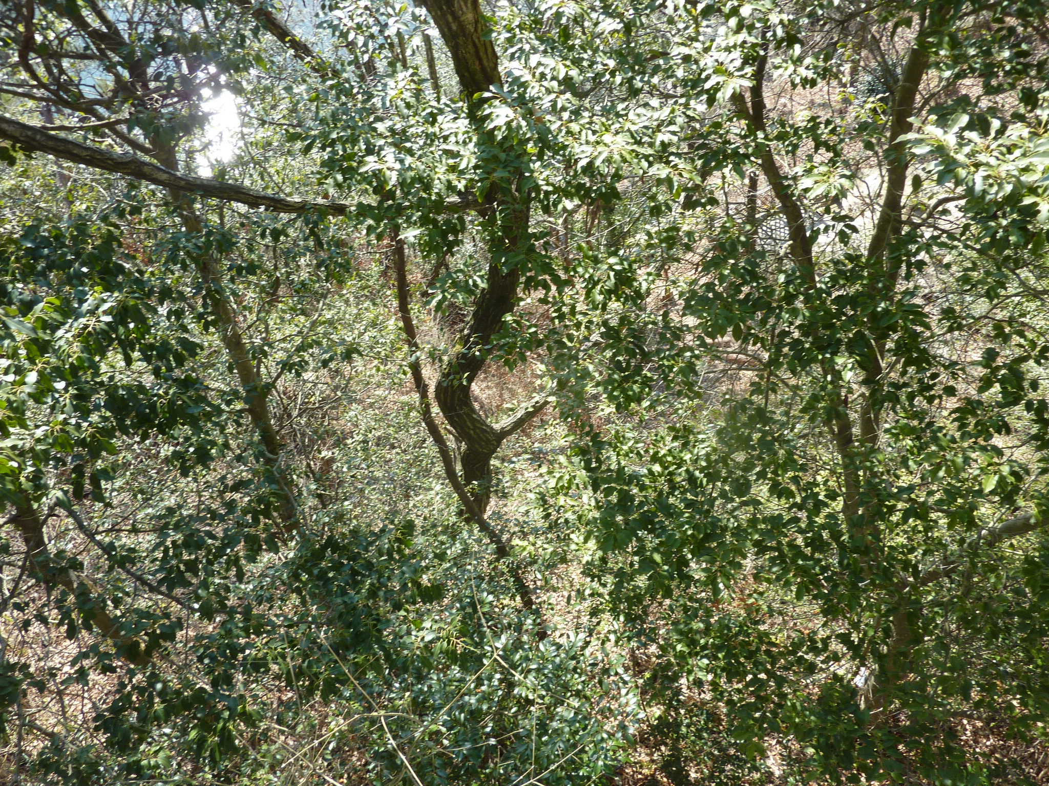P1100321.JPG
