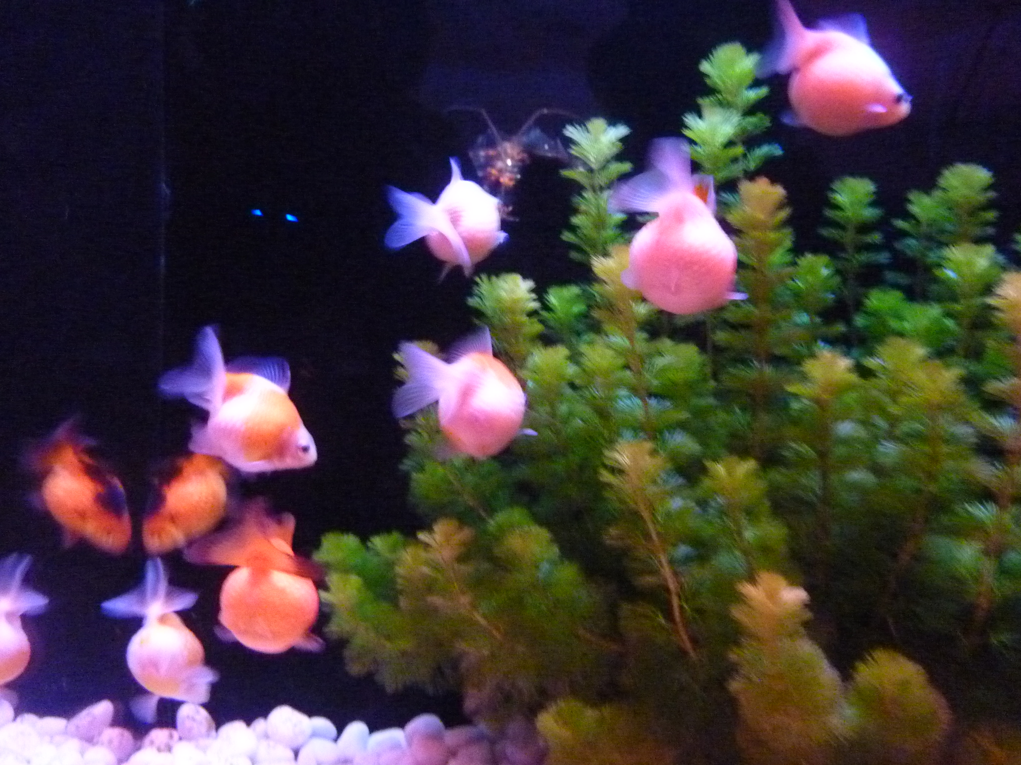 P1100739.JPG