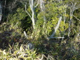 img0009.jpg