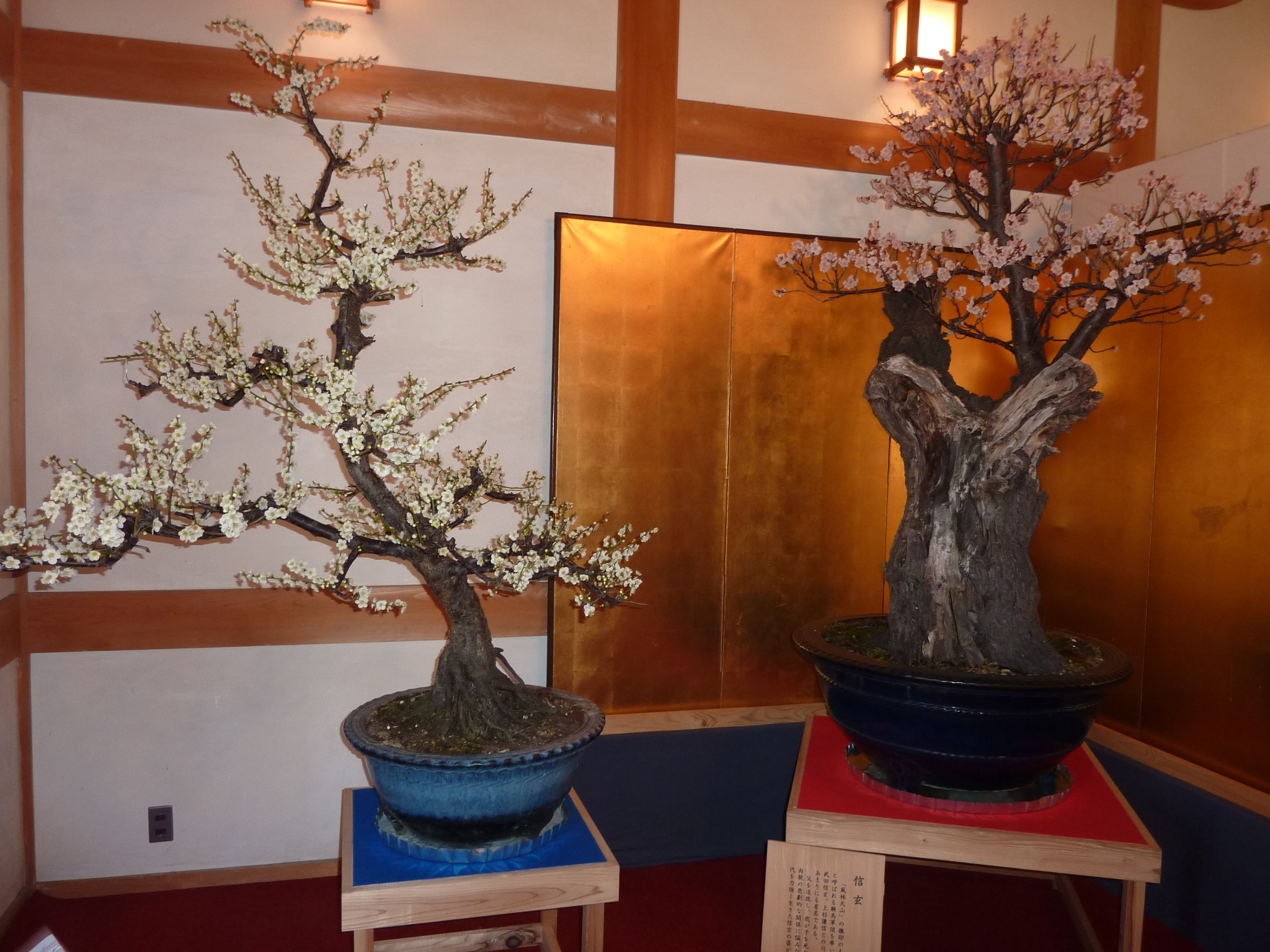 P1100937.JPG