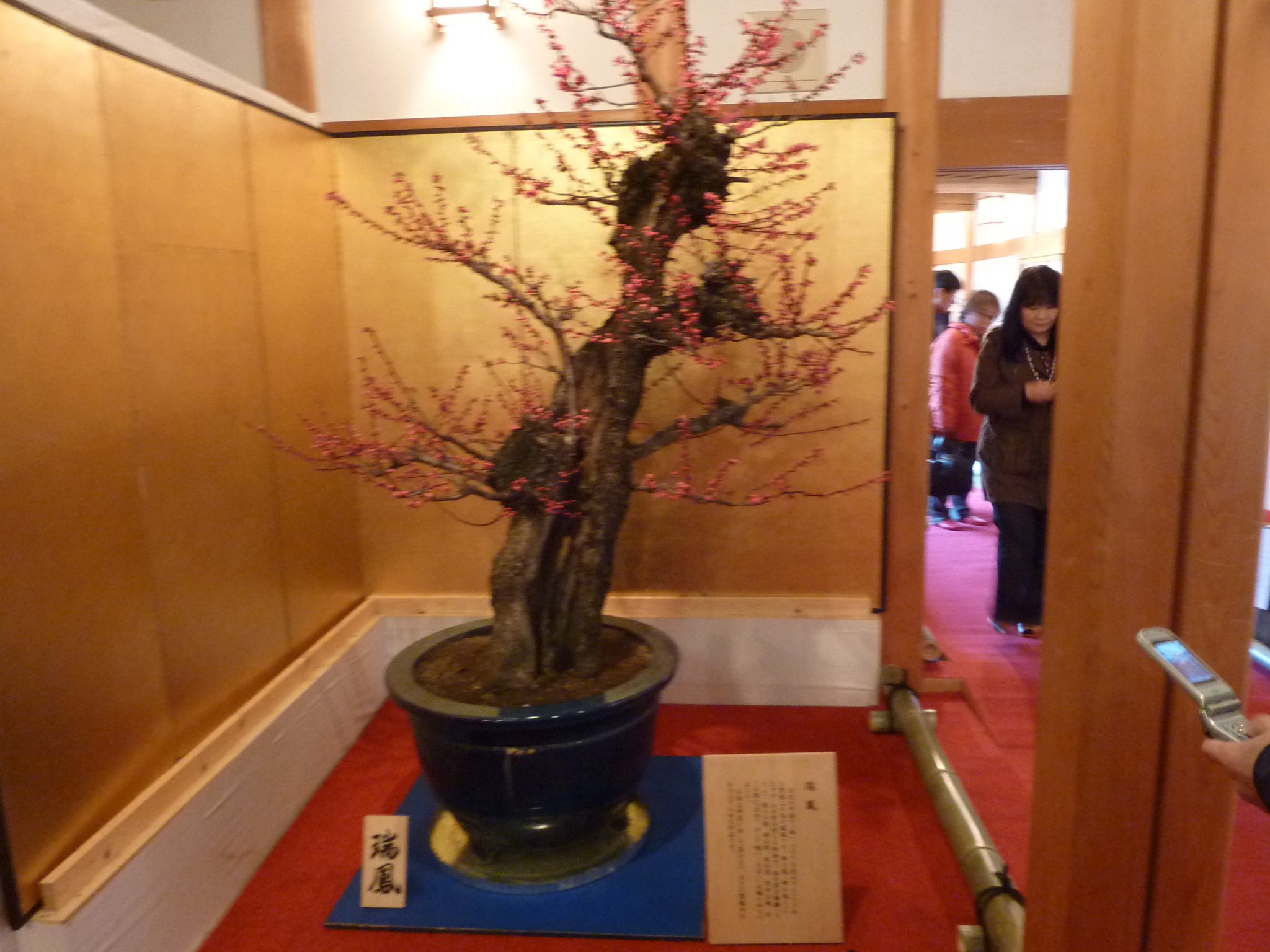 P1100947.JPG