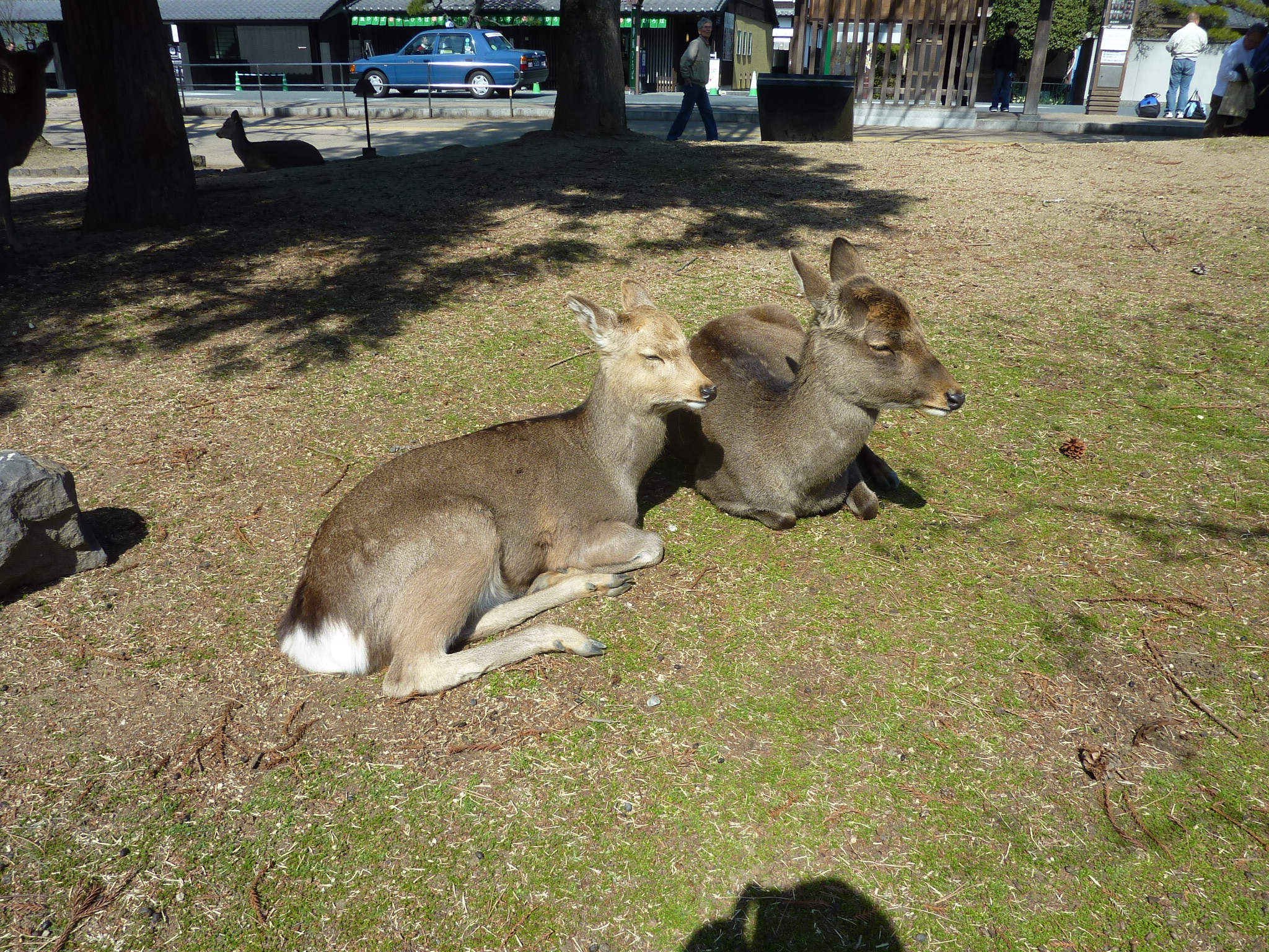 P1100957.JPG