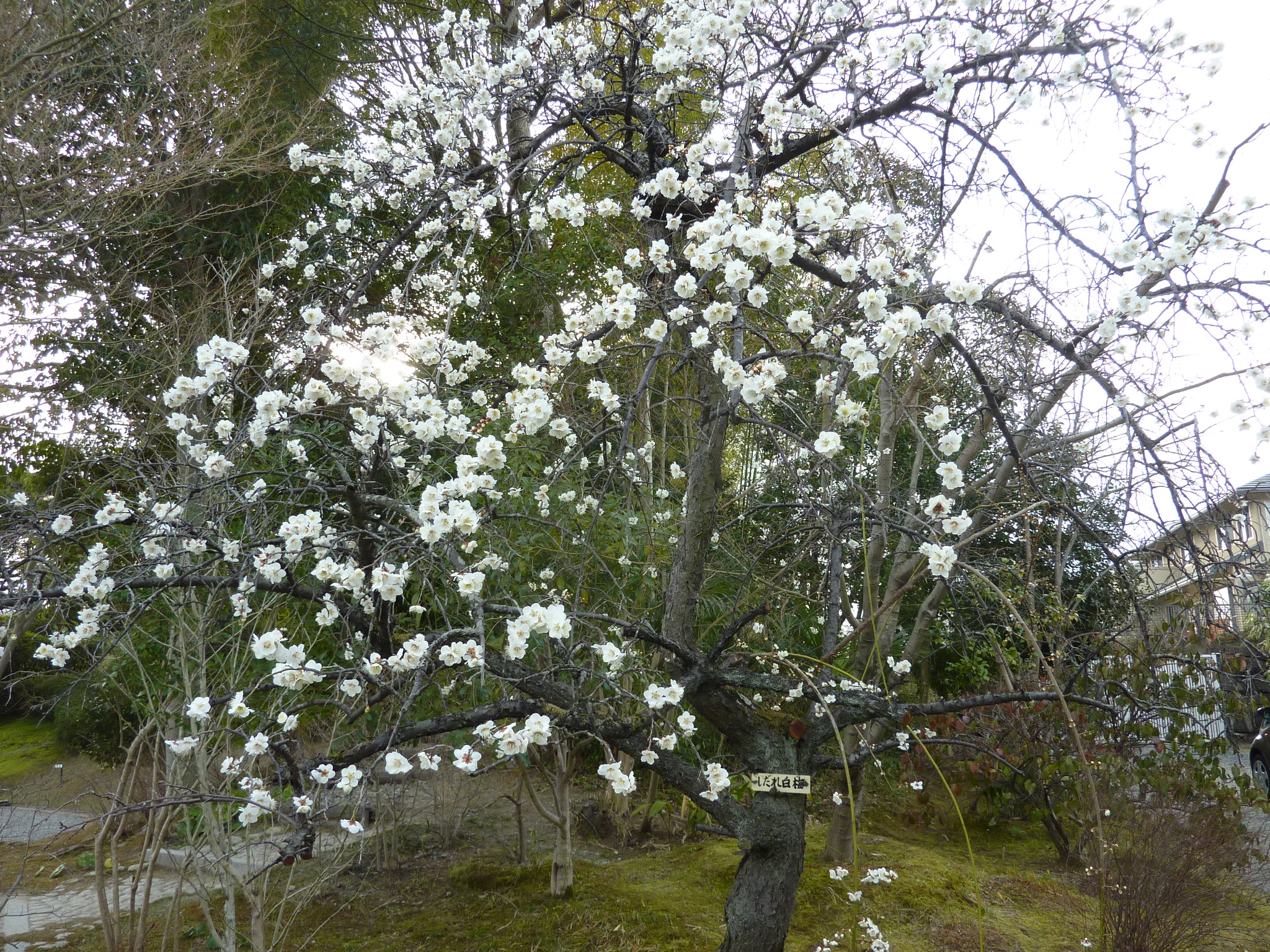 P1100977.JPG