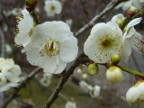 img0051.jpg