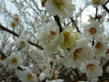img0008.jpg