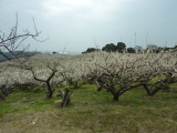 img0009.jpg