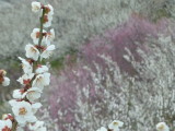 img0015.jpg