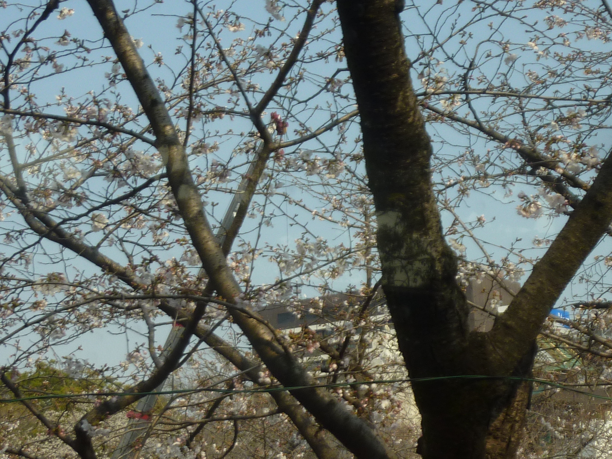 P1120517.JPG