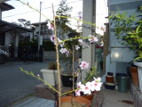 img0003.jpg