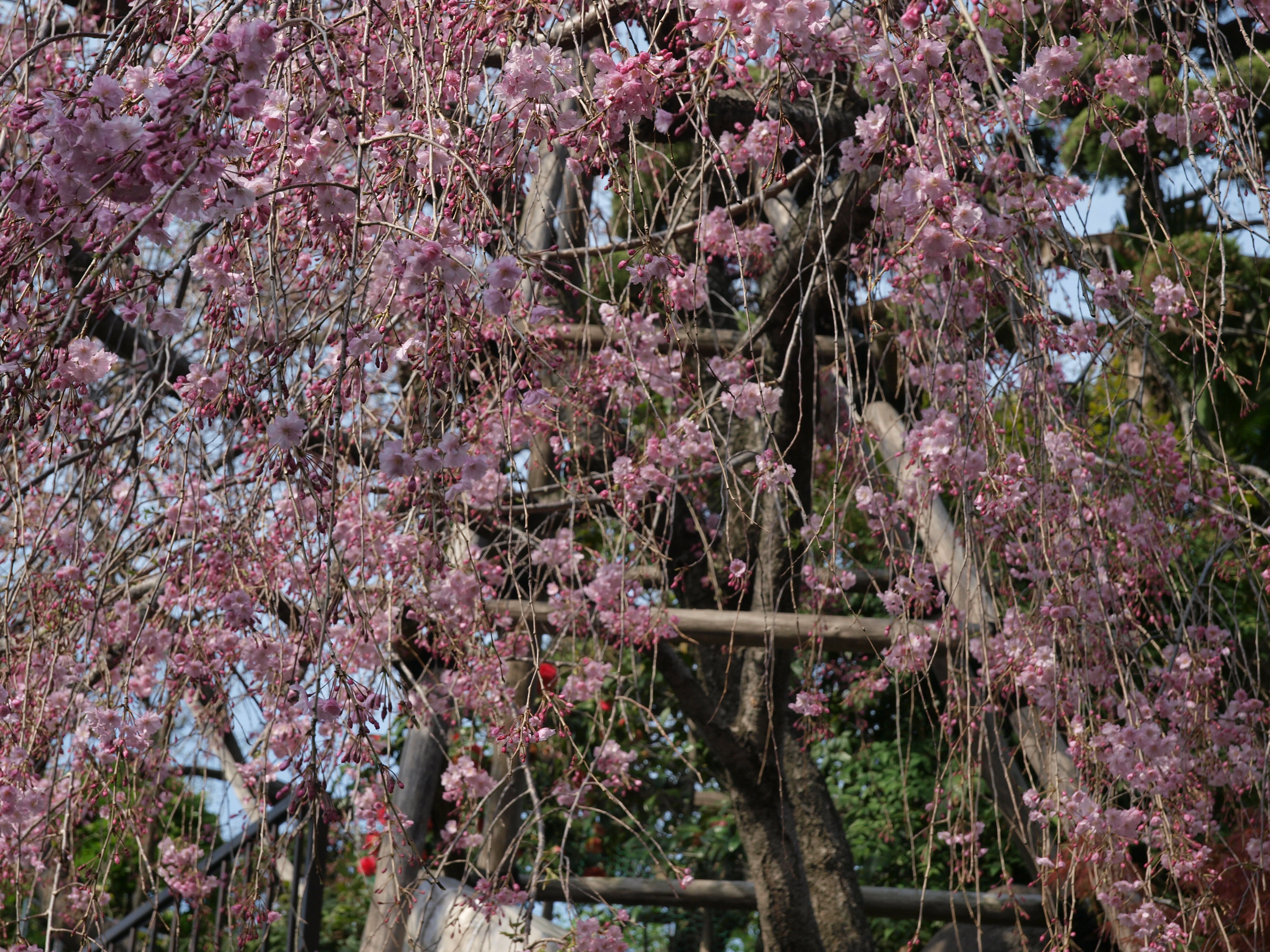 P4105768.JPG