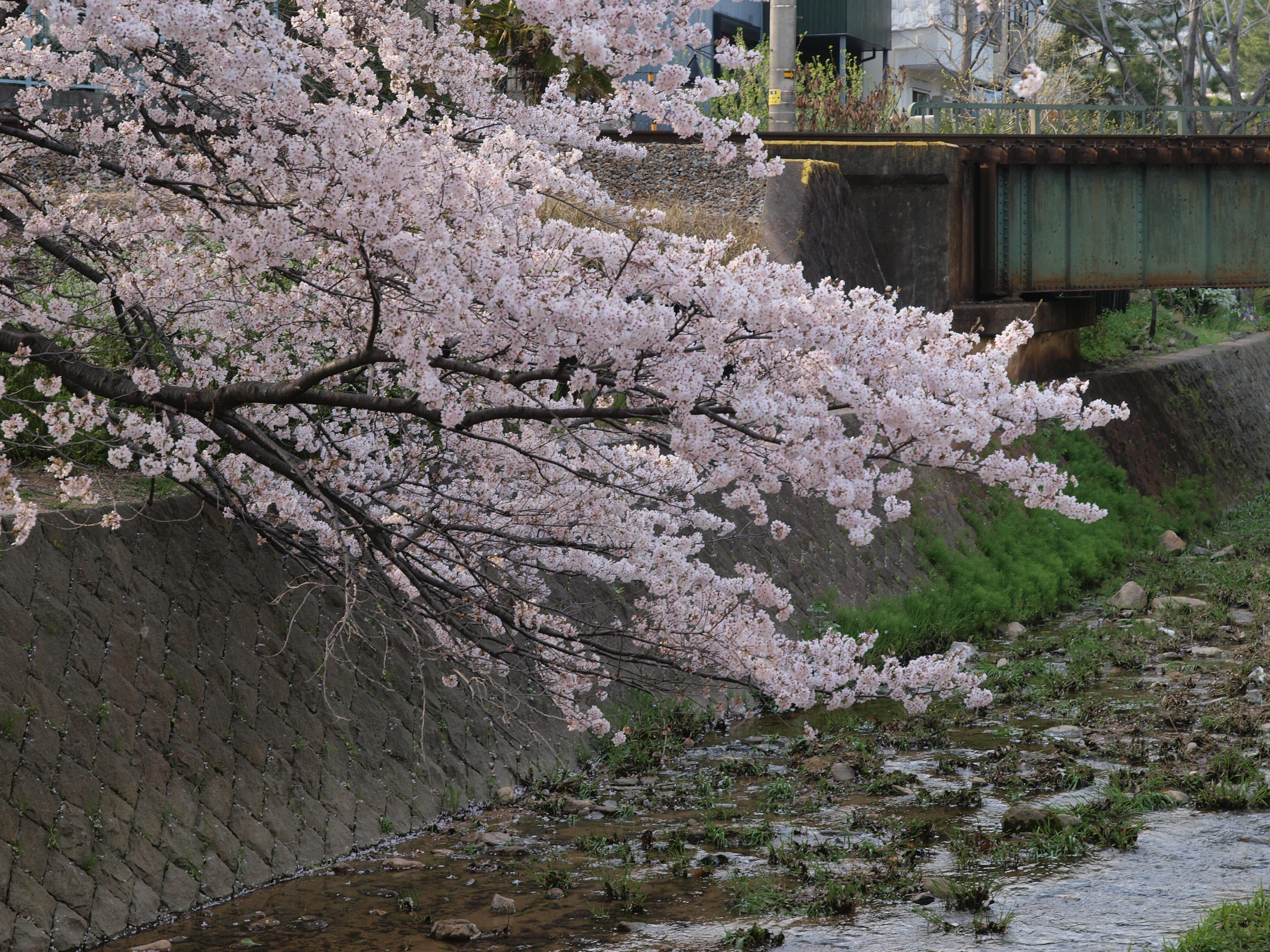 P4105795.JPG