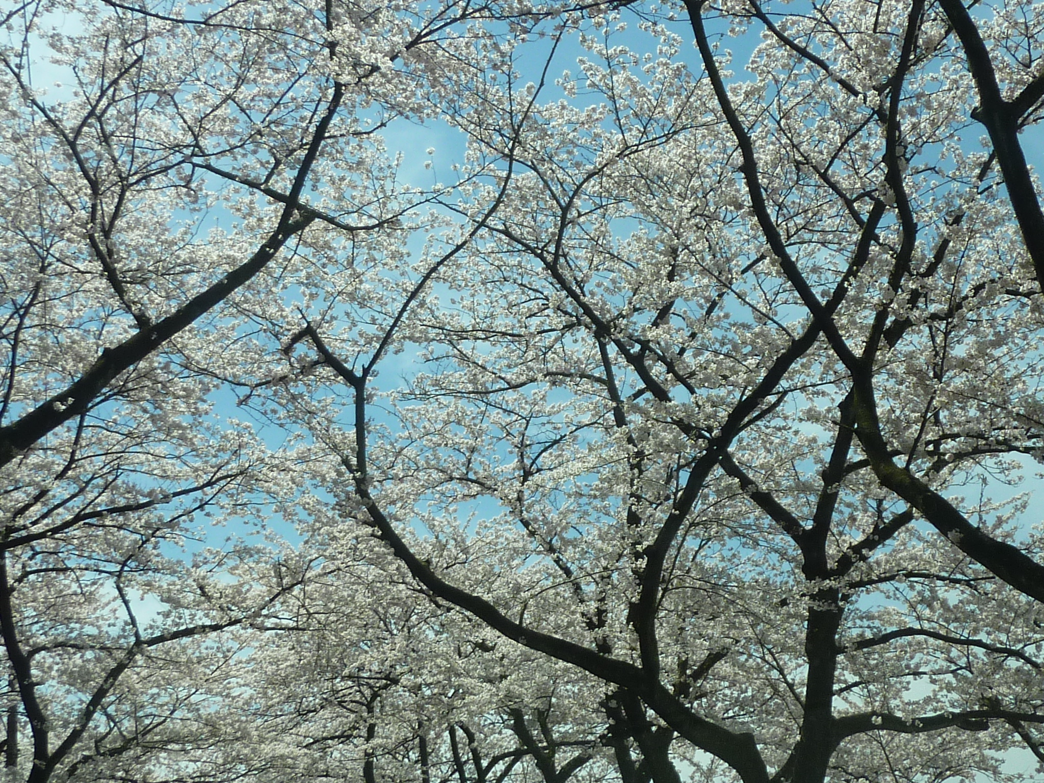 P1120833.JPG