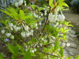 img0003.jpg