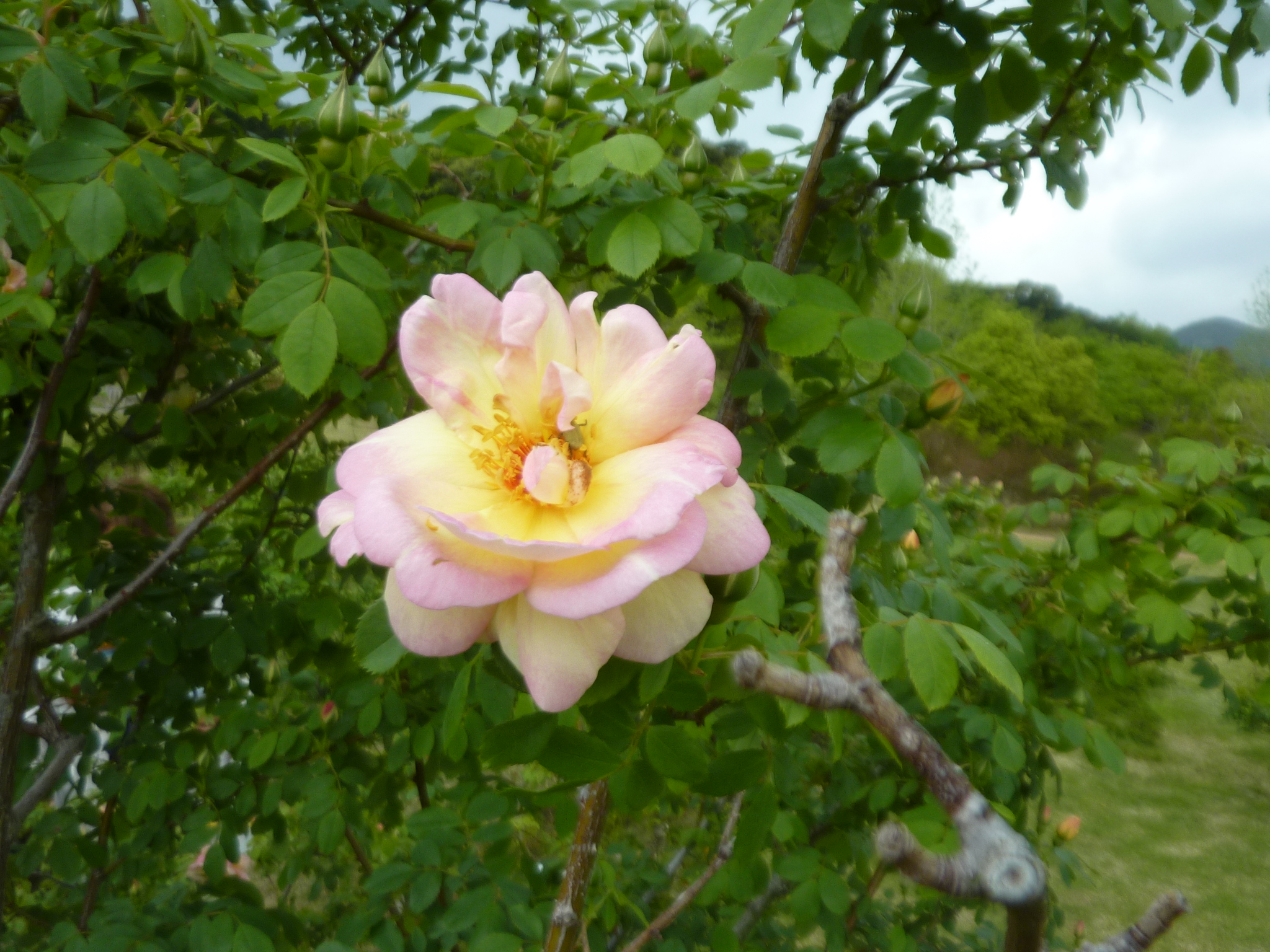 P1130200.JPG