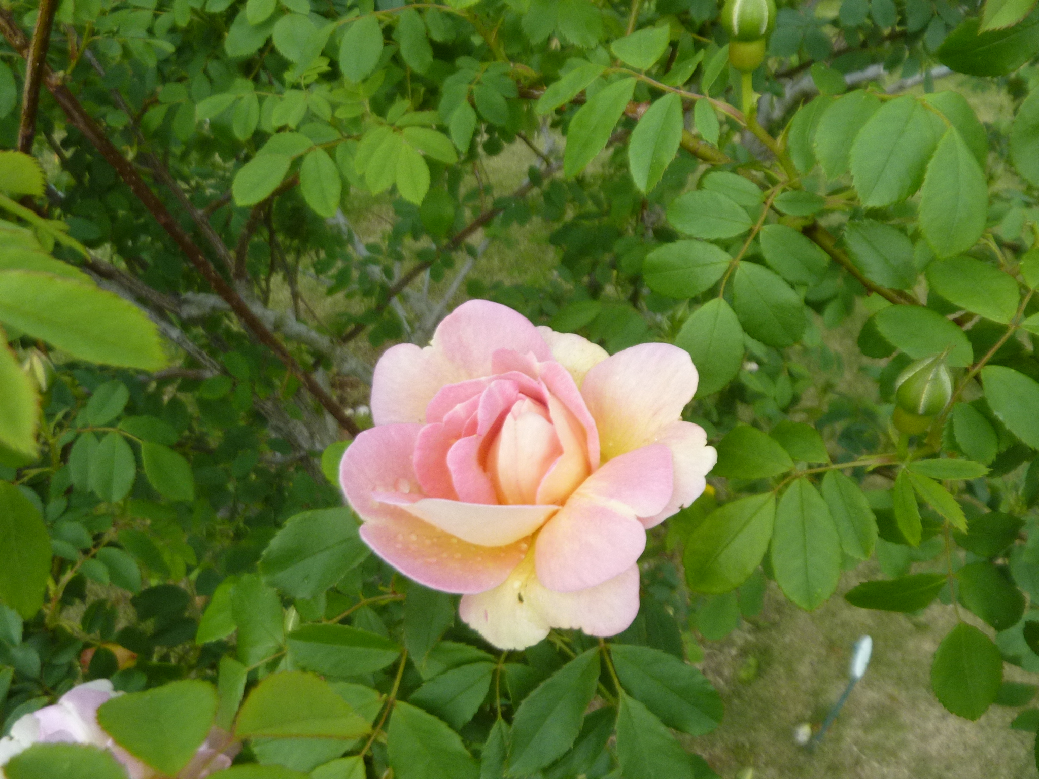 P1130201.JPG