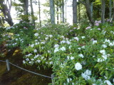 img0181.jpg