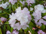 img0182.jpg