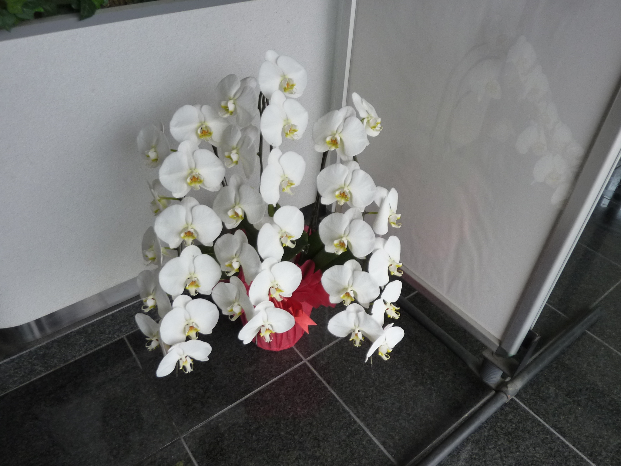 P1130639.JPG