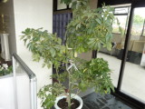 img0000.jpg