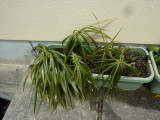 img0006.jpg